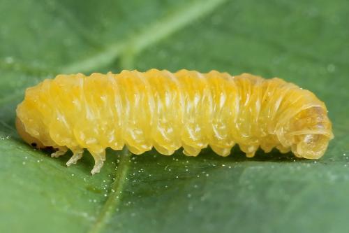 Réf. 223 203 : Periclista lineolata